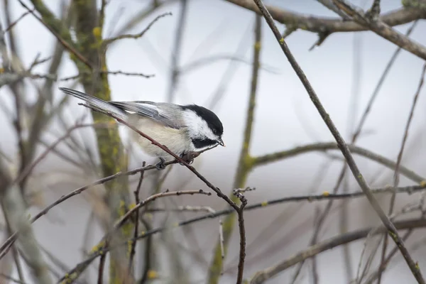 Chickadee en una ramita . — Foto de Stock