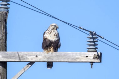 Washington 'daki Coulee City yakınlarındaki bir direğe ışık saçan kızıl kuyruklu şahin kondu..