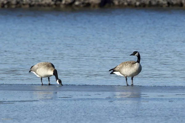 Twee Canadese Ganzen Staan Ijs Bij Banks Lake Coulee City — Stockfoto