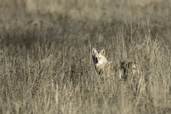 Coyote Solitaire Regarde Caméra Dans Herbe Haute Près Coulee City — Photo