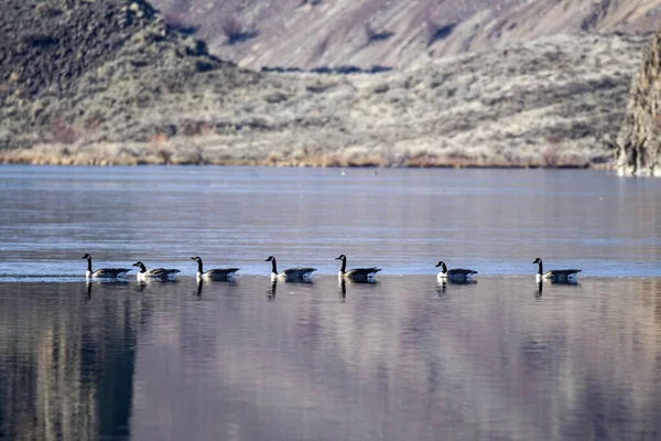 Flock Geese Swim Single File Park Lake Coulee City — Stock Photo, Image