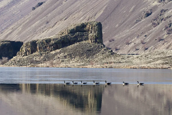 A flock of geese swim single file in Park Lake near Coulee City, WA.
