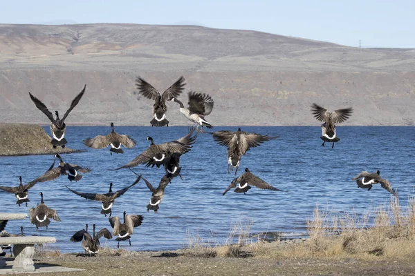 Flock Canadian Geese Fly Together Water Banks Lake Coulee City — Stock Photo, Image