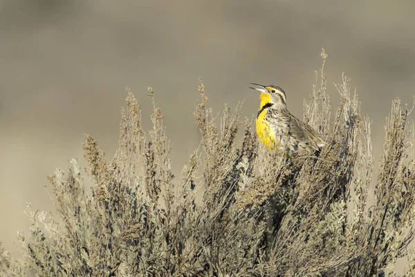 Zachodni Meadowlark Siedzi Krzewie Śpiewającym Niedaleko Coulee City Waszyngtonie — Zdjęcie stockowe