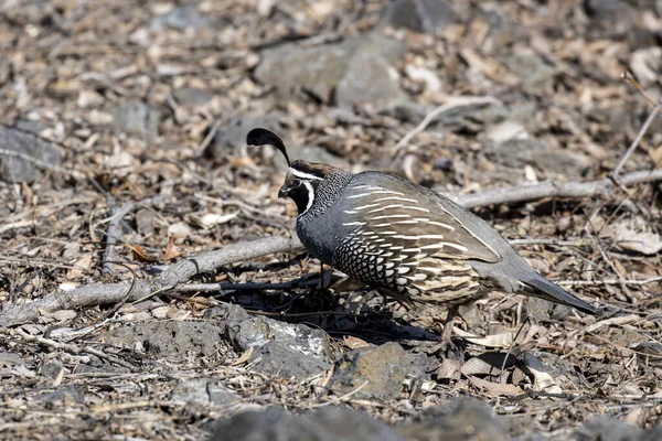 California Quail Serches Ground Food Coulee City Washington — Stock fotografie