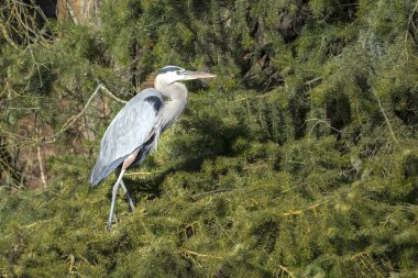 Kuzey Idaho 'da bir çam ağacı dalına tünemiş büyük bir mavi balıkçıl..
