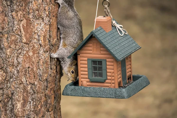 Een Stiekeme Boom Eekhoorn Steelt Zaden Van Vogel Feeder Rathdrum — Stockfoto