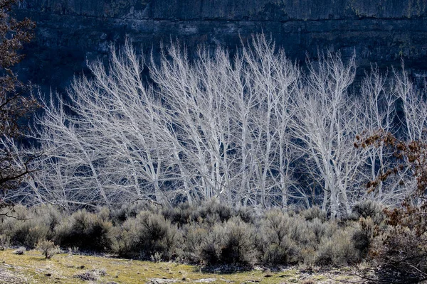 Photograph Leafless White Trees Dry Brush Coulee City Washington — Stock Photo, Image