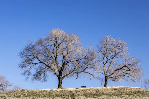 ワシントン州クーリーシティ近くのサンレイクス州立公園の公園ベンチを囲む明るい日に2本の木 — ストック写真