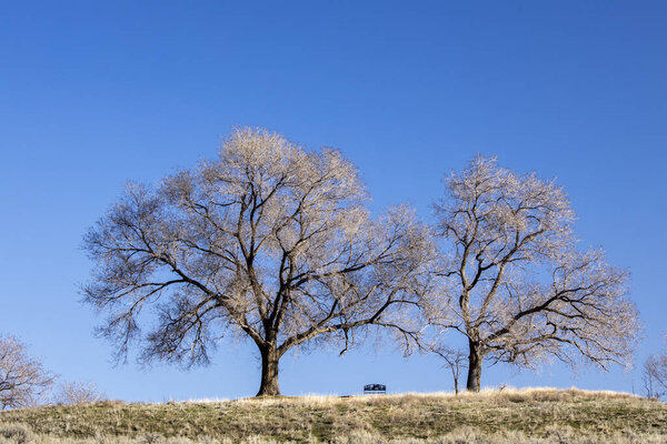 Two trees on a bright day framing a park bench at Sun Lakes State Park near COulee City, Washington.