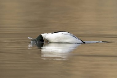 Kuzey Idaho 'daki Fernan Gölü' nde yaygın bir altın göz suya dalmaya başlar..