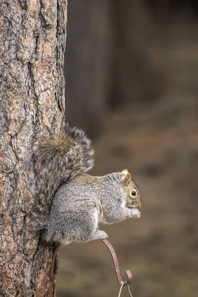 Ein Niedliches Eichhörnchen Sitzt Auf Einem Vogelhäuschen Und Frisst Die — Stockfoto