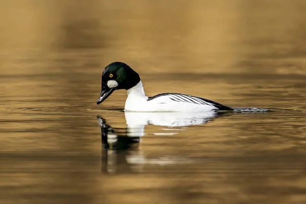 Ein Goldauge Bereitet Sich Fernan Lake Norden Idahos Darauf Vor — Stockfoto