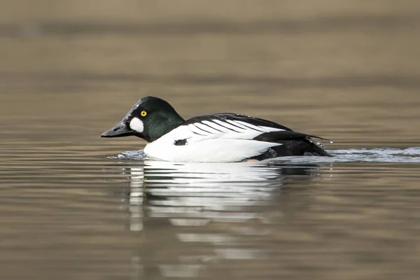 Goldeneye Male Swimming Water Common Goldeneye Swims Calm Water Fernan — Stock Photo, Image