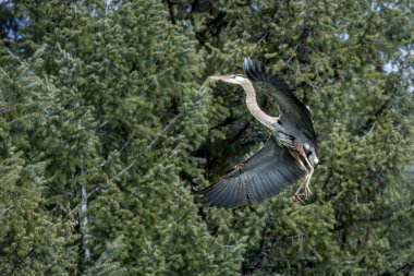 Kuzey Idaho 'daki bir ağaca büyük bir mavi balıkçıl iniyor..