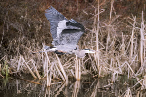 Great Blue Heron Flies Low Just Water North Idaho — Stock Photo, Image