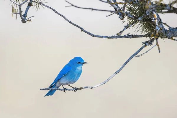 Manlig Fjällblåfågel Sitter Uppe Kvist Vid Farragut State Park Norra — Stockfoto