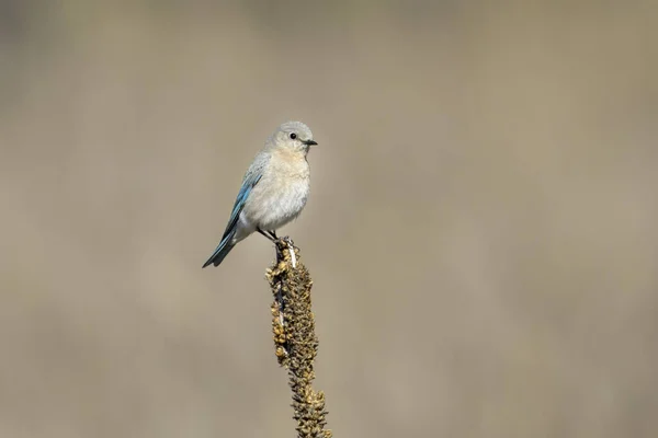 Pássaro Azul Ocidental Fêmea Empoleirado Uma Planta Parque Estadual Farragut — Fotografia de Stock