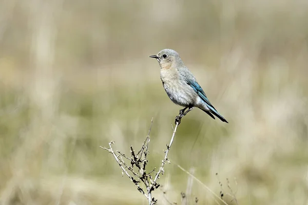 Ein Weiblicher Westlicher Blauvogel Hockt Auf Einer Pflanze Farragut State — Stockfoto