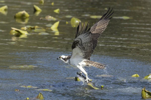 Ein Schöner Fischadler Fängt Einen Fisch Aus Dem Fernan Lake — Stockfoto