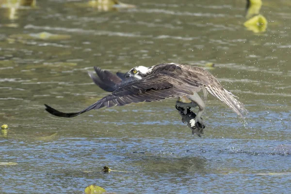 Beautiful Osprey Catches Fish Fernan Lake Flies North Idaho — Stock Photo, Image