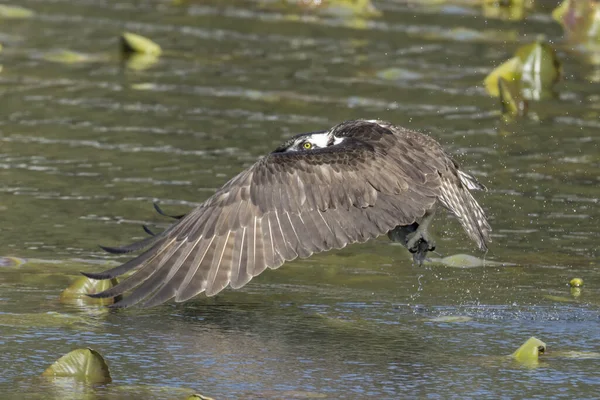 美しいオヒョウはフェルナン湖から魚をキャッチし 北アイダホに飛び立ちます — ストック写真