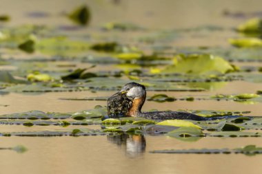 Kırmızı boyunlu yunus balığı, Idaho 'daki Fernan Gölü' nde yuva yapmak için gagasında bitkilerle yüzer..