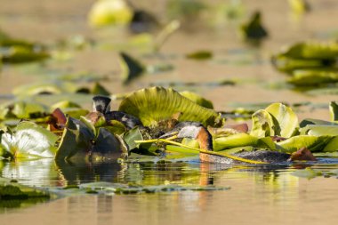 Kırmızı boyunlu yunus balığı, Idaho 'daki Fernan Gölü' nde yuva yapmak için gagasında bitkilerle yüzer..