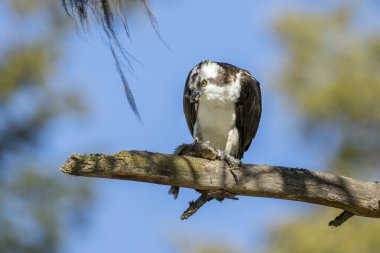 Kuzey Idaho 'da Fernan Gölü' nün kıyısında mavi gökyüzüne tünemiş bir balık..