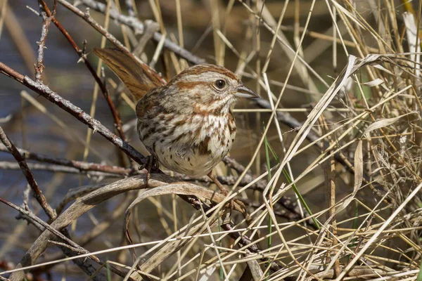 Cute Song Sparrow Moves Ground Fernan Lake North Idaho — Stock Photo, Image
