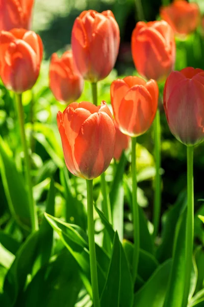 Primer Plano Tulipanes Rojos Pequeño Jardín Norte Idaho — Foto de Stock