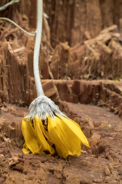 爱达荷州北部的一棵松树树桩上躺着一朵枯萎的黄花 — 图库照片