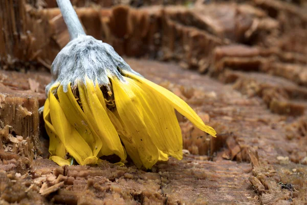 Fiore Giallo Appassente Giace Sopra Ceppo Pino Nel Nord Dell — Foto Stock