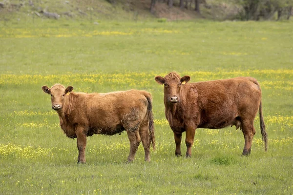 Deux Vaches Regardent Caméra Pendant Elles Paissent Dans Champ Ferme — Photo