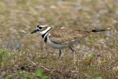 Idaho 'daki Hauser Gölü' nde küçük sevimli bir av geyiği yürüyor..