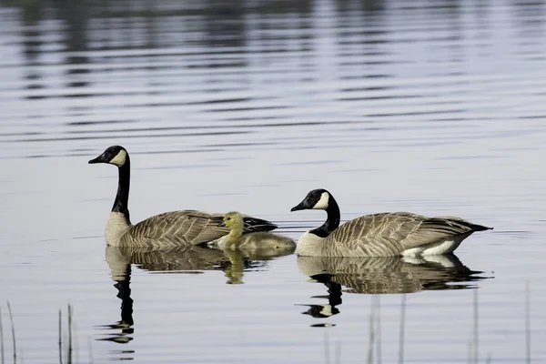 Två Kanadensiska Gäss Simmar Med Sitt Lilla Gös Hauser Lake — Stockfoto