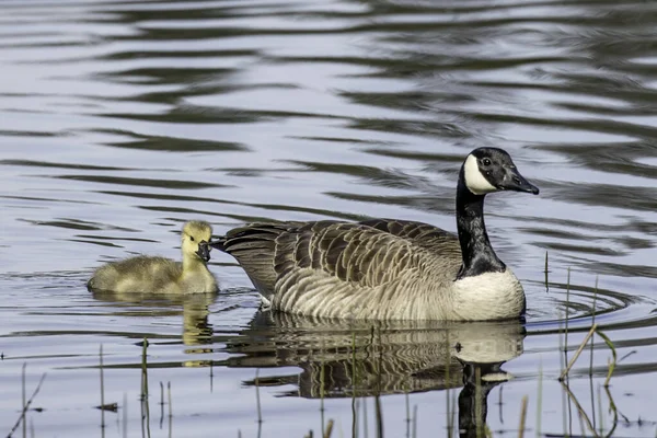 Canadian Goose Swimming Its Little Gosling Hauser Lake Idaho — Stock Photo, Image