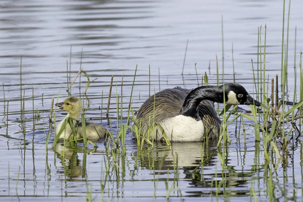 Canadian Goose Its Gosling Eating Grass Together Hauser Lake Idaho — Stock Photo, Image