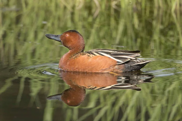 Een Kaneel Teal Zwemt Stilstaand Water Bij Hauser Meer Idaho — Stockfoto