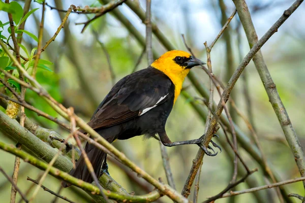 Primer Plano Mirlo Cabeza Amarilla Posado Árbol Hauser Idaho — Foto de Stock