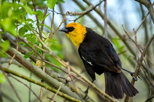 Close Yellow Headed Blackbird Perched Tree Hauser Idaho — Stock Photo, Image
