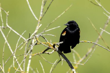 Kırmızı kanatlı bir karatavuk Hauser, Idaho 'da bir dala tünedi..