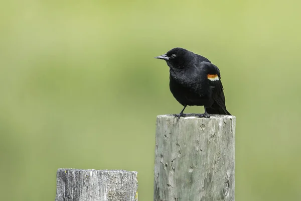 Pájaro Negro Alado Rojo Alza Sobre Poste Madera Hauser Idaho — Foto de Stock