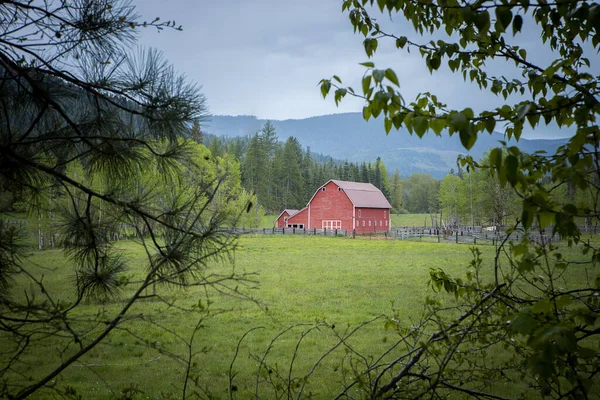 Der Anblick Der Roten Scheune Durch Die Äste Norden Idahos — Stockfoto
