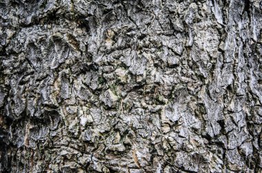 çok eski ahşap ağaç 