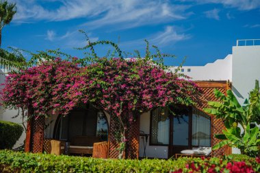 red Sea'deki/daki tropikal oyuk