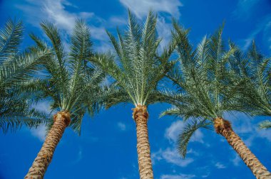 avuç içi mavi gök yeşil