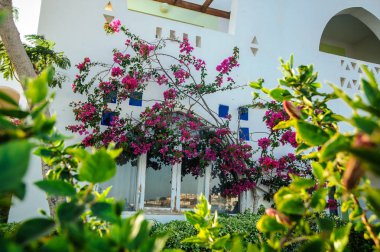 kırmızı deniz tropikal sokak konumu