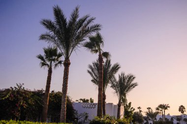 gece cennet palm Arap tarzı