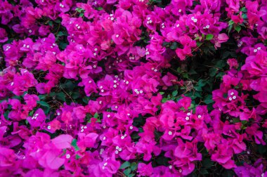 Kırmızı çiçekler duvar arka plan 